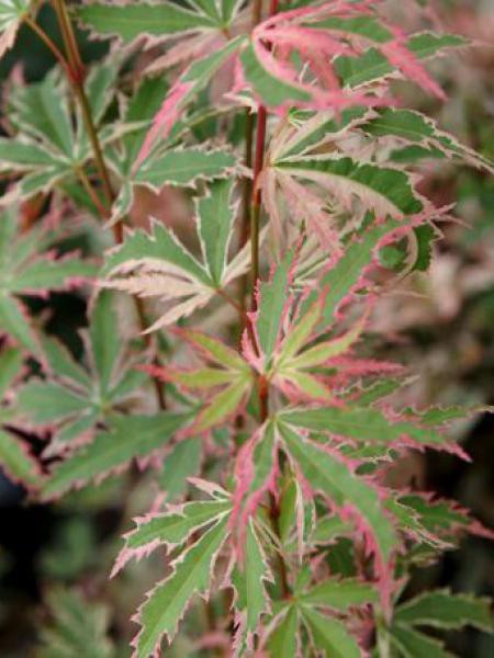 Acer Palmatum Butterfly